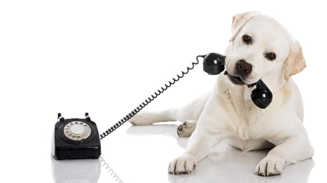 Labrador holding a telephone